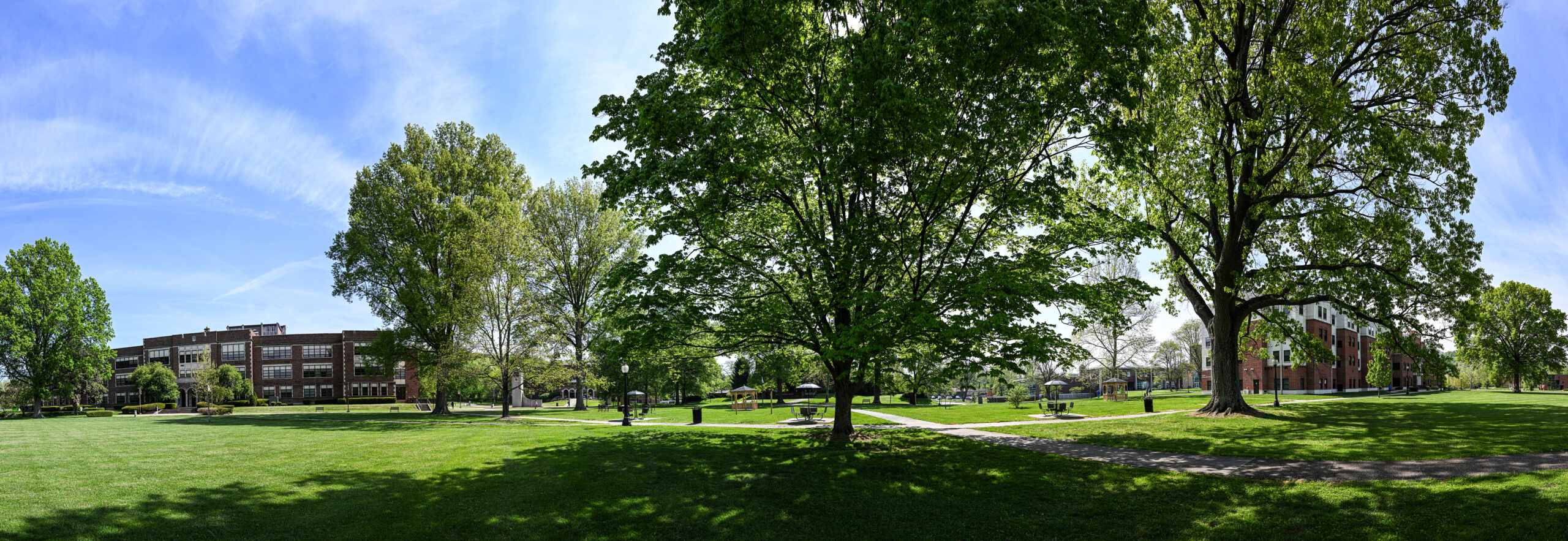 Photo of trees on campus