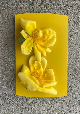 Yellow flower laying on matching yellow paint swatch.