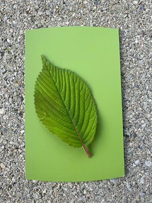 Green leaf laying on matching green paint swatch.