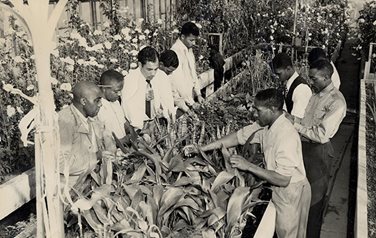 Black and white historical photo showing a group of Black men working together in a greenhouse, tending to plants and studying them closely, surrounded by various flowering plants.